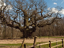 Robin Hoods shelter in the Sherwood Forest