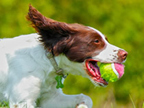 Dog friendly coastal cottages in West Wales