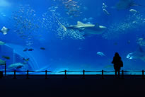 Aquariums in Cumbria