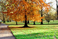 Borough of Croydon parks