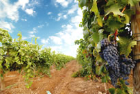 Vineyards in Cambridgeshire